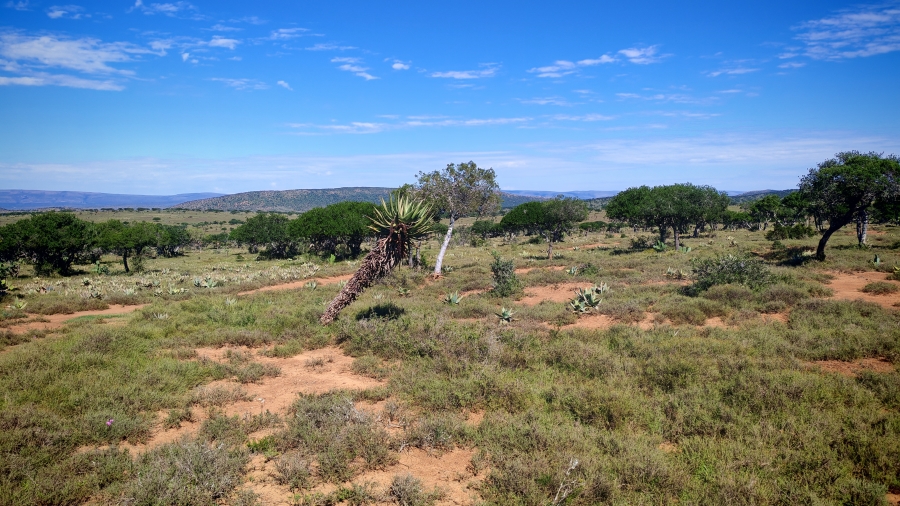 0 Bedroom Property for Sale in Somerset East Rural Eastern Cape